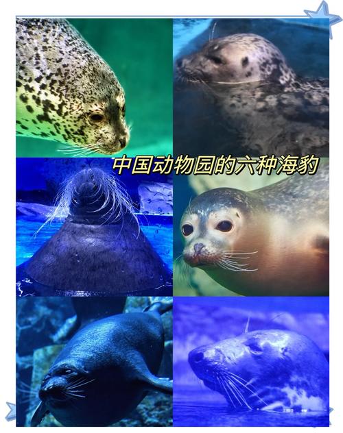 澳门研究生最新资料和9只斑海豹放归大海与9只斑海豹放归大海了吗